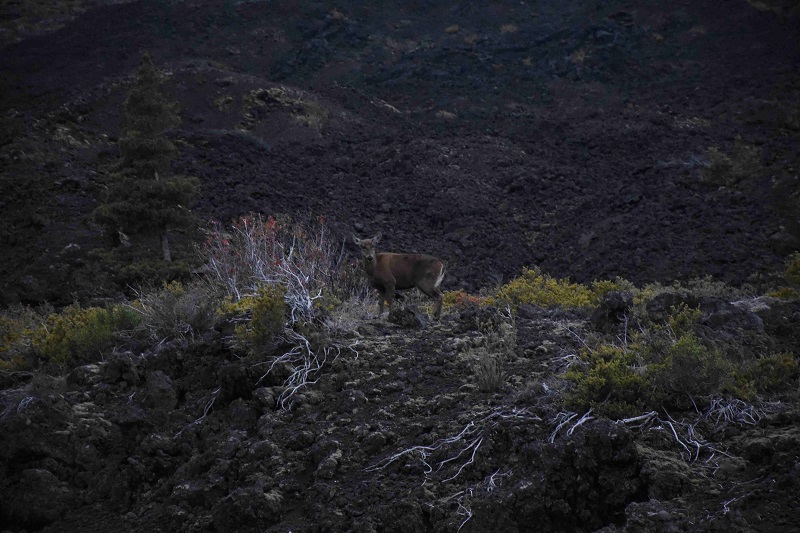 Avistamiento de Huemúl en Parque Nacional Laguna Laja: “Demuestra la recuperación de su hábitat”