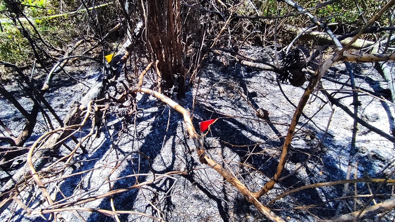 Trabajador es detenido en Yumbel luego de originar incendio forestal con un galletero