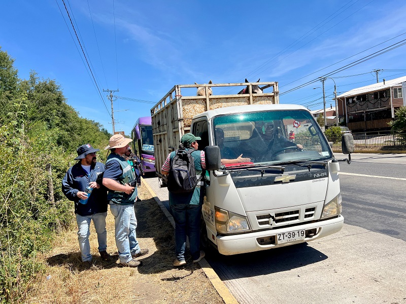 En Santa Bárbara y Alto Biobío: Intensifican controles carreteros para combatir el abigeato