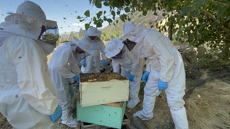 Desarrollan inspección de apiarios en comunidad de Butalelbún en Alto Biobío