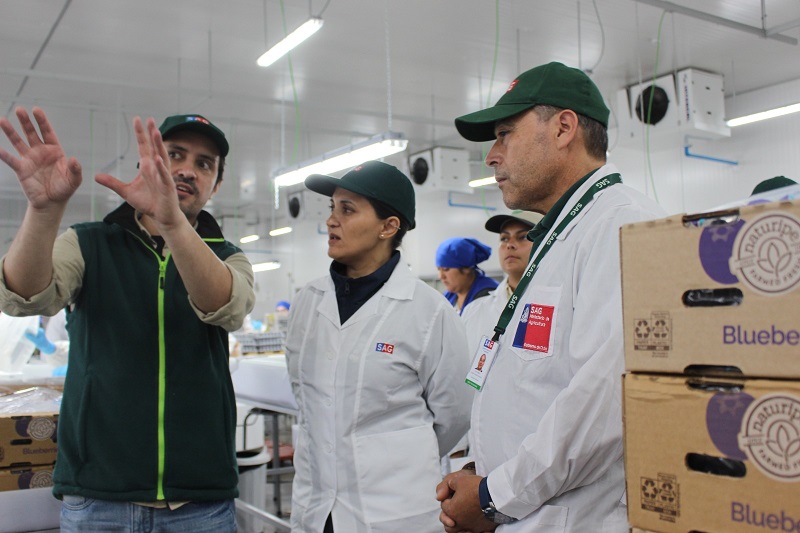 Cabrero: Sitio de inspección de frutas analizó mas de cuatro millones de cajas el 2024