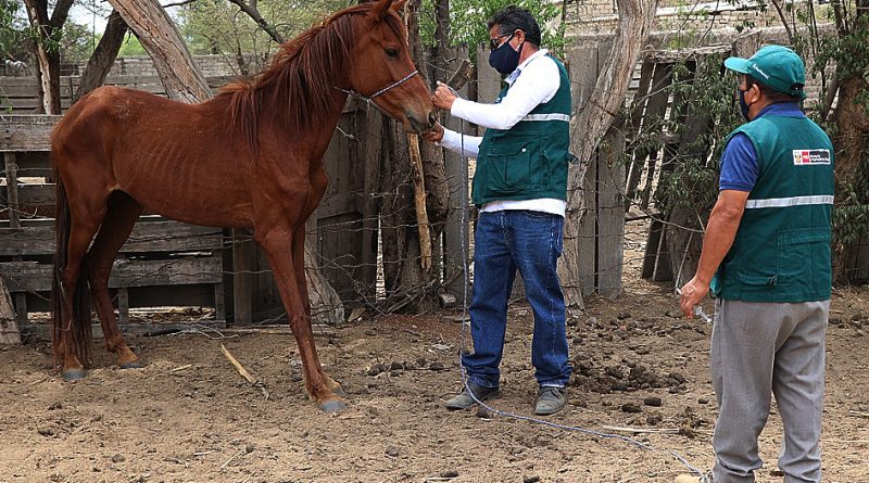 Detectan cinco casos de Anemia Infecciosa Equina en Biobío: Activaron protocolos sanitarios