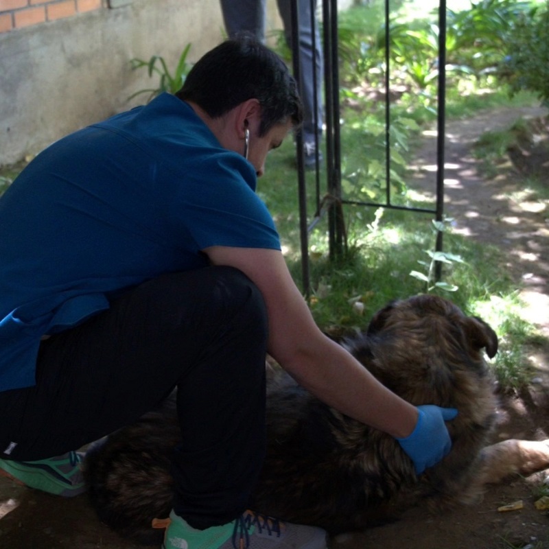 Buscan controlar población de perros comunitarios en hospital de Los Ángeles