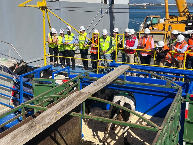 Dos mil 500 vaquillas fueron exportadas desde el puerto de Talahuano rumbo a Malasia